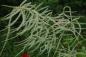 Preview: Aruncus sinensis 'Zweiweltenkind' | China-Wald-Geißbart
